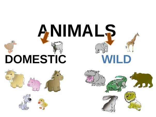 Processing of animals. Dorling k. &quot;wild animals&quot;. really feely wild animals. pitts sorrel &quot;wild animals&quot;. waring rob &quot;wild animal town&quot;.