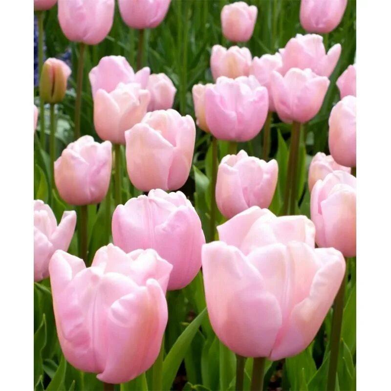 Розовые тюльпаны сорта. Тюльпан сиеста (бахромчатый). Сорт тюльпана мемфис. Розовые тюльпаны сорта. Тюльпан tulipa menton.