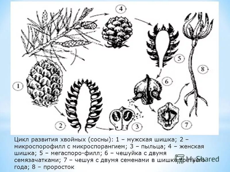Строение на примере хвойных Оценка качества воздуха методом биоиндикации хвои ели.