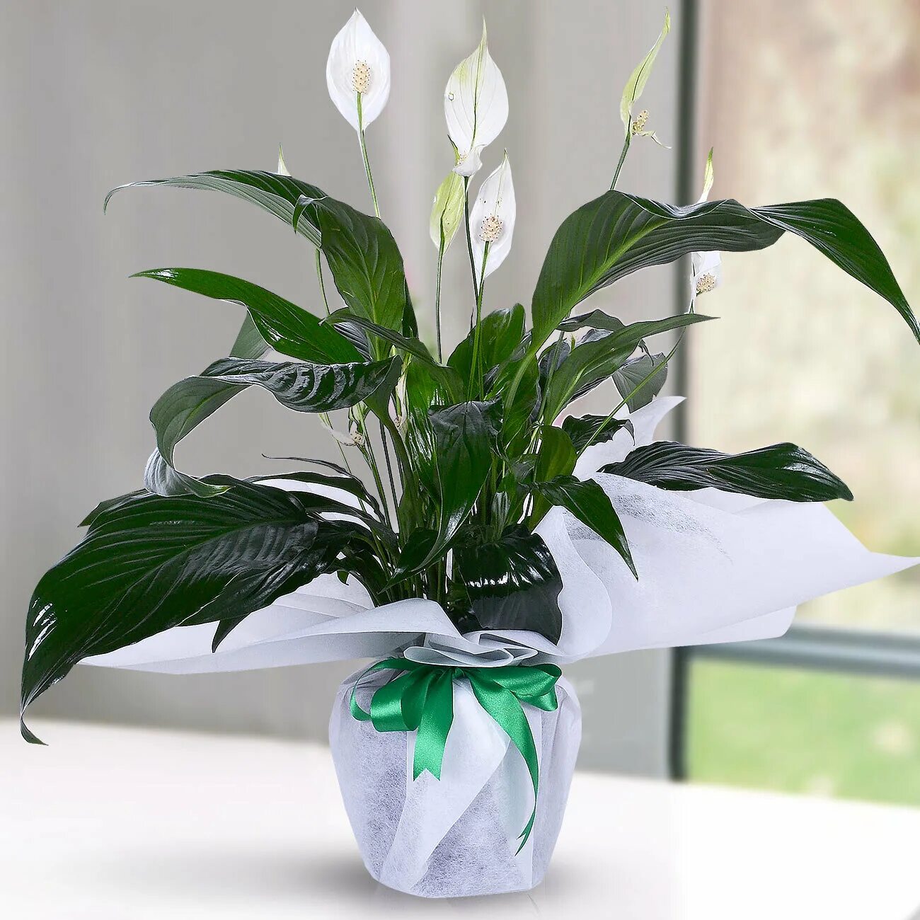 Спатифиллум маленький. Спатифиллум. Спатифиллум Уоллиса (Spathiphyllum wallisii). Спатифиллум (Peace Lily). Белокрыльник спатифиллум.