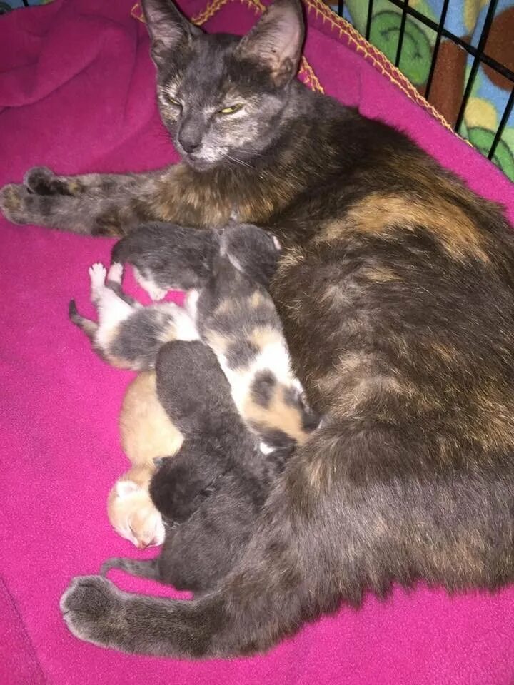 Сколько кошки вынашивают котят в животе обычные. Кошки ходят беременные.