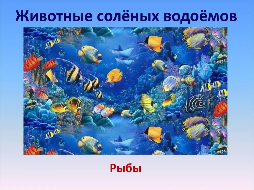 Организмы в соленой воде. Обитатели соленых вод. Обители соленых водоемов. Обитатели соленых и пресных водоемов. Животные соленых водоемов.