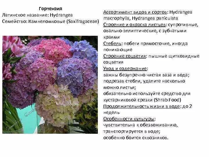 Гортензия метельчатая, посадка и уход кустарника, сорта с фото, размножение