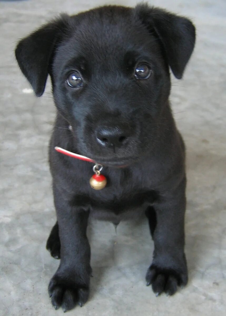 Имена черных щенков. Черные собаки. Черный щенок. Кличка для черной собаки. Маленькая черная собачка.