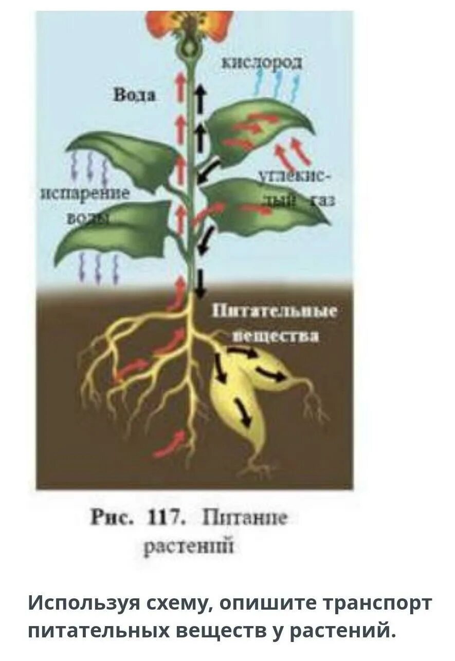 Передвижение веществ по растению. Транспорт питательных веществ. Транспорт веществ у растений. Транспорт у растений транспорт веществ растений. Тест передвижение веществ у растений 6 класс