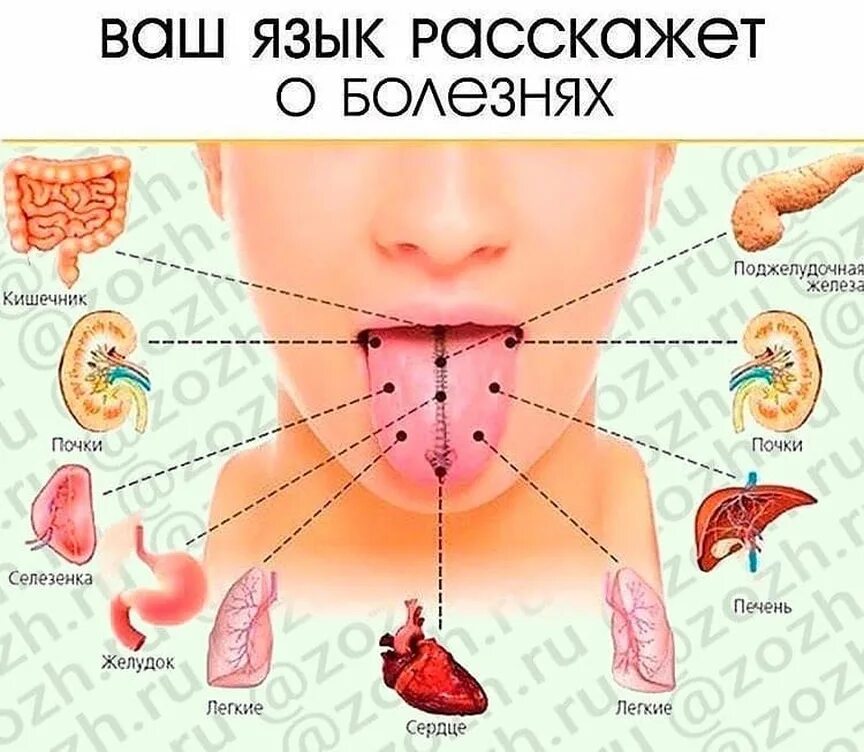 Слюна после еды. Точки органов на языке человека.