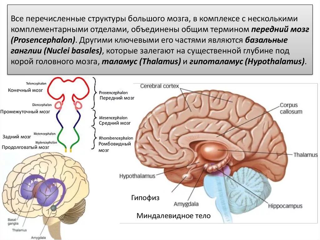 Какие из перечисленных структур расположены. Миндалевидное ядро головного мозга. Миндалевидное тело мозга функции. Миндалевидные структуры мозга. Миндалина мозга функции.
