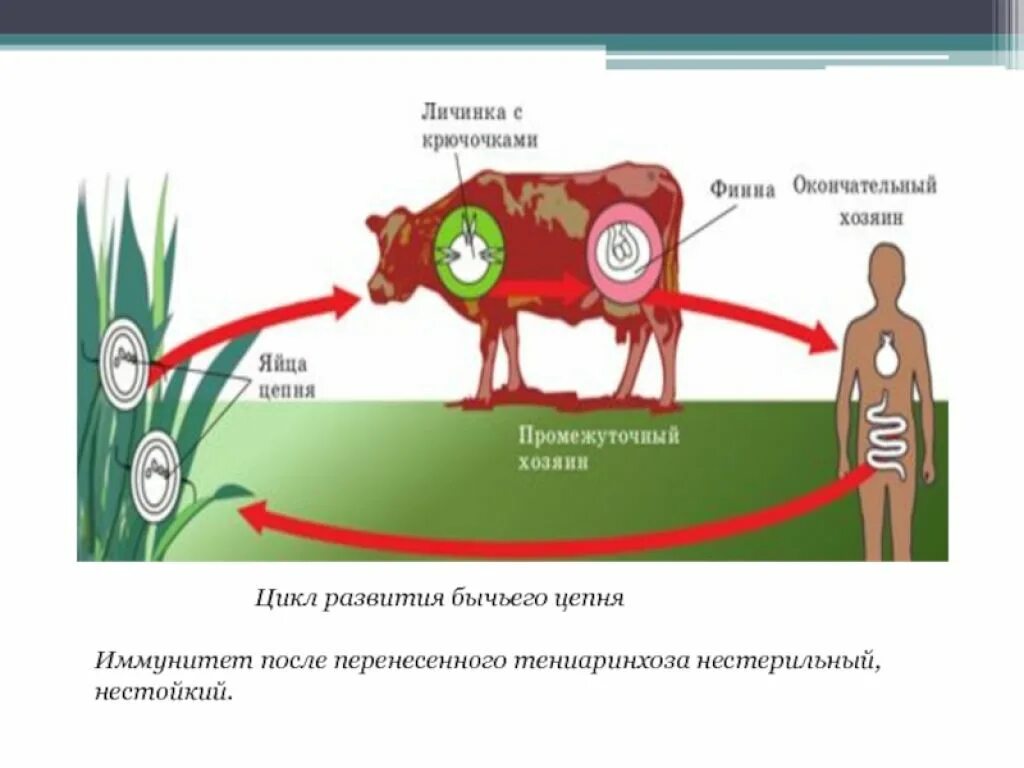 Стадии развития цепня. Жизненный цикл бычьего цепня схема. Плоские черви жизненный цикл бычьего цепня. Цикал РАЗВИТИЯБЫЧИЙ цепень – тениаринхоз. Жизненный цикл хозяина бычьего цепня.