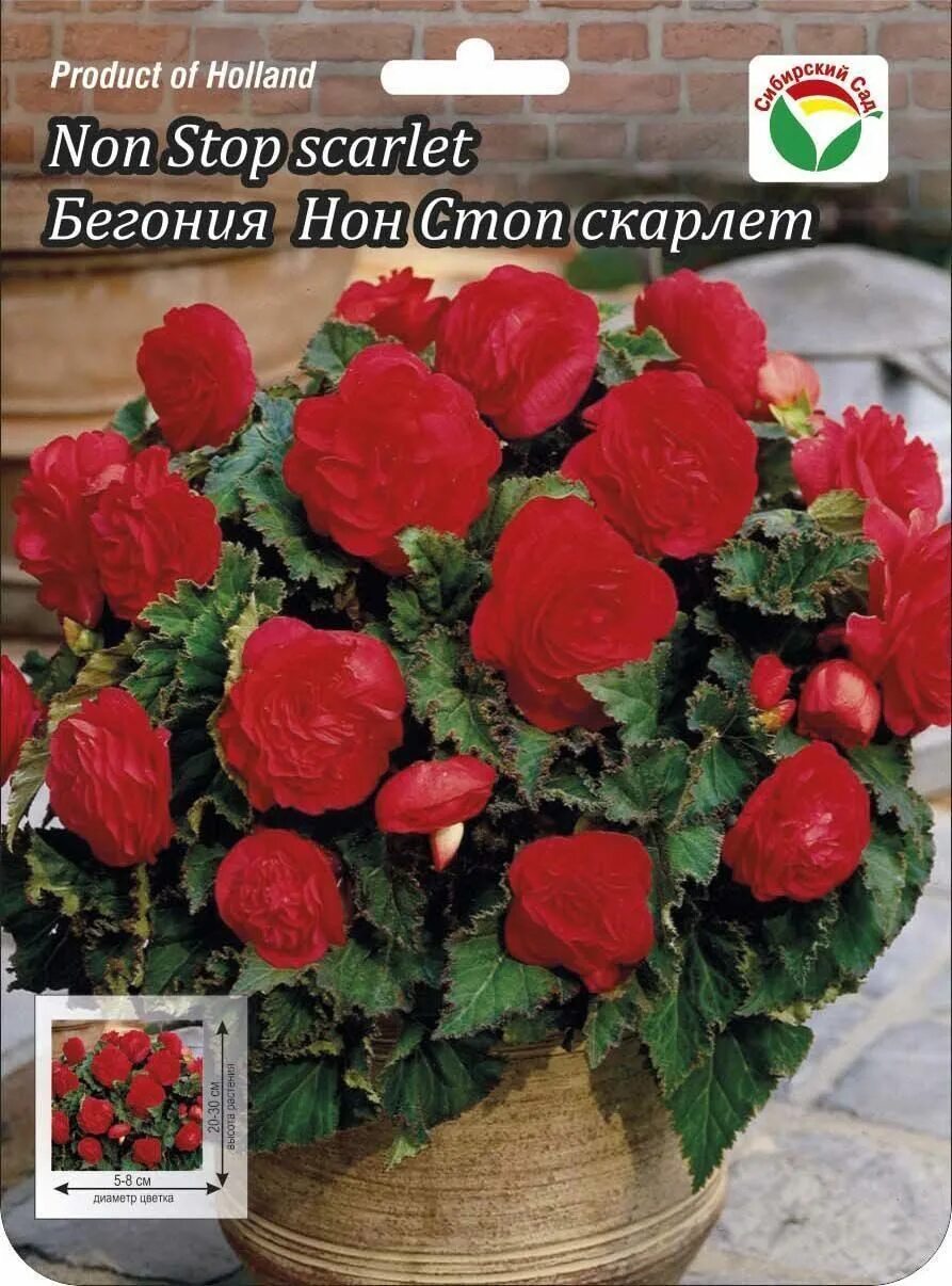 Бегония нон стоп скарлет. Бегония мокка ред. Бегония махровая скарлет. Бегония клубневая скарлет. Бегония клубневая нон стоп скарлет.