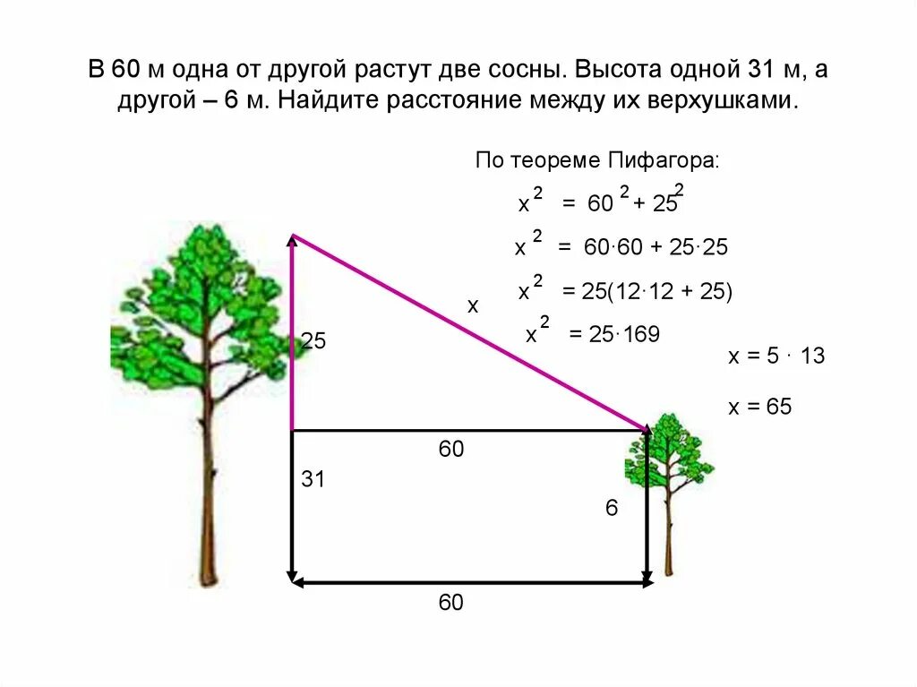 Сколько 1 7 высота. В 60 М одна от другой растут две сосны высота одной. В 60 М от другой растут две сосны высота одной 31 а другой-6. В 60 метрах одна от другой растут две сосны. Дерево 1м в высоту.