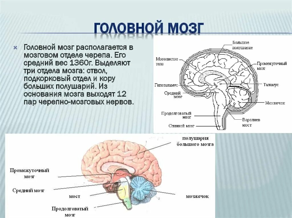 Головного мозга и корковый