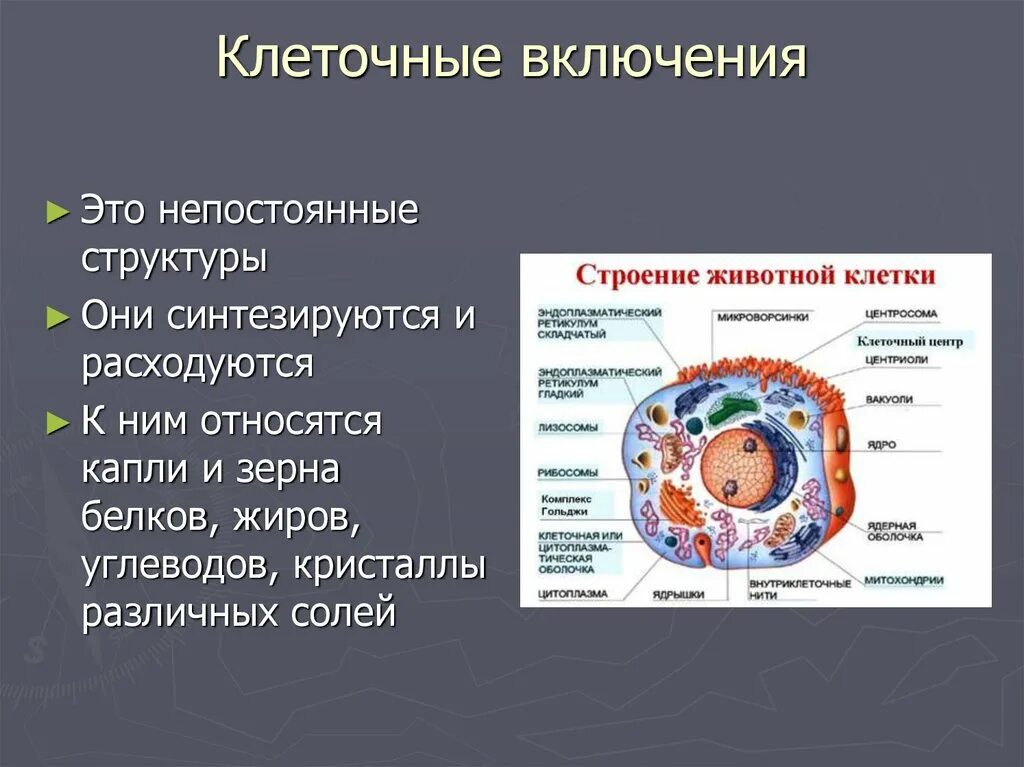 Включи строение клетки