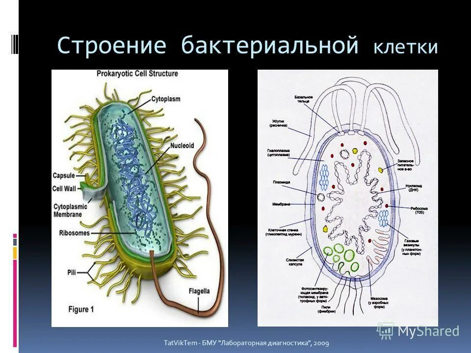 структура бактериальной клетки схема. схема строения бактериальной клетки. схематическое изображение строения бактериальной клетки. строение бактерии микробиология. Prokaryotic chromosome.