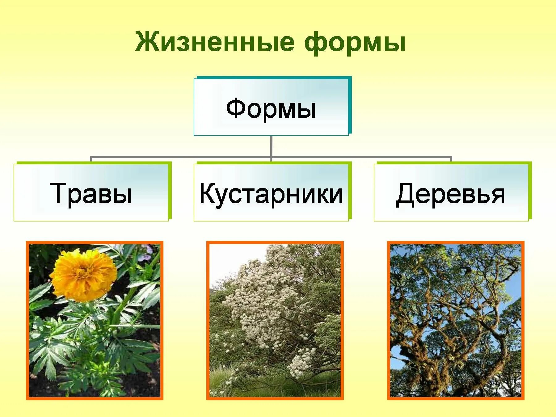 Жизненные формы астровых растений. Жизненные формы сложноцветных растений. Семейство Сложноцветные жизненные формы растений. Астровые кустарники.
