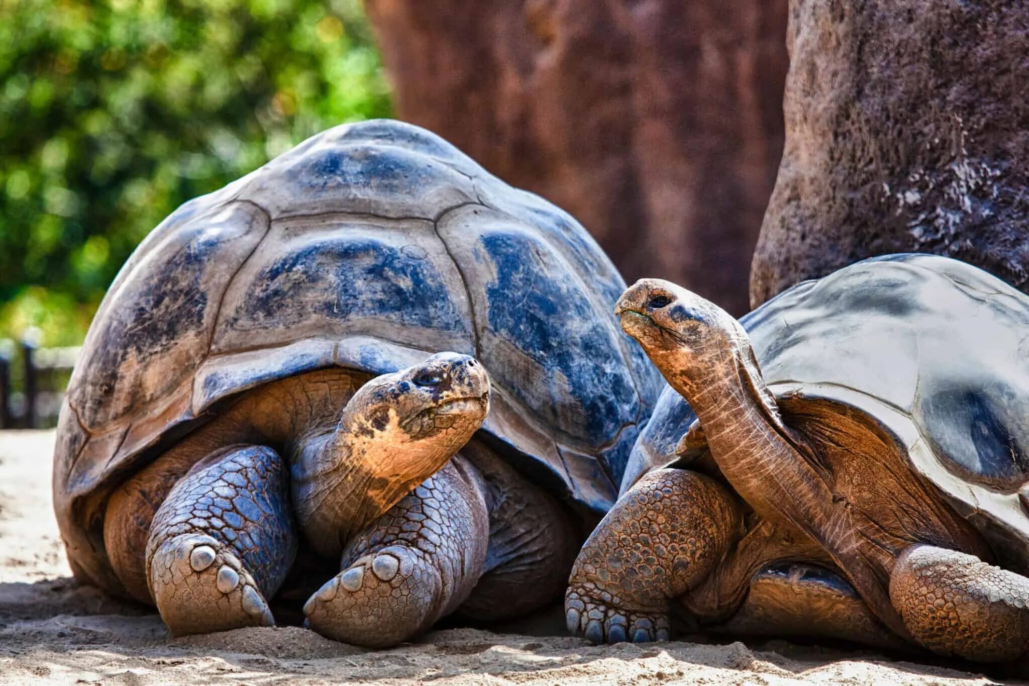 Галапагосская черепаха. 2 Черепахи. Черепахи обнимаются. Слоновая черепаха. Черепахи пара