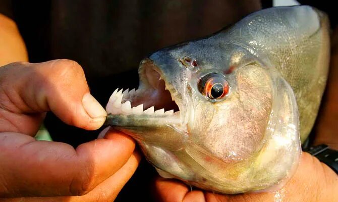 река амазонка пираньи. краснобрюхая пиранья. золотая рыбка звездочет. черноморская пиранья. пигоцентрус наттерера.