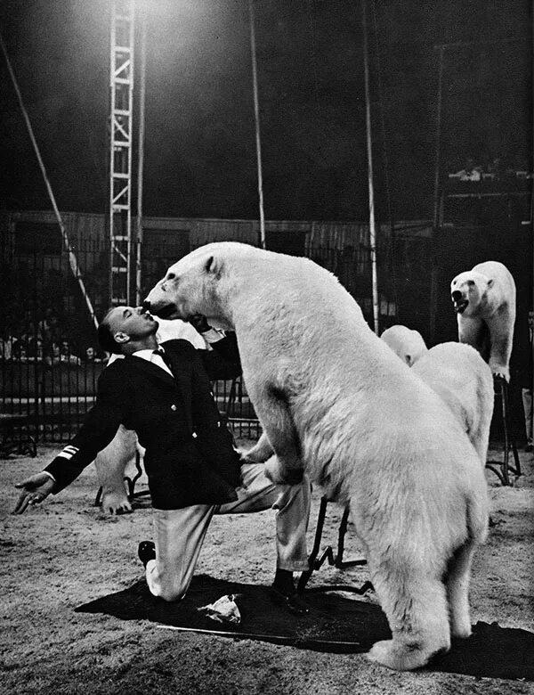 юрий хохлов дрессировщик. цирк белые медведи и их друзья. цирковые белые медведи. танцующие белые медведи. дрессировщик белых медведей.