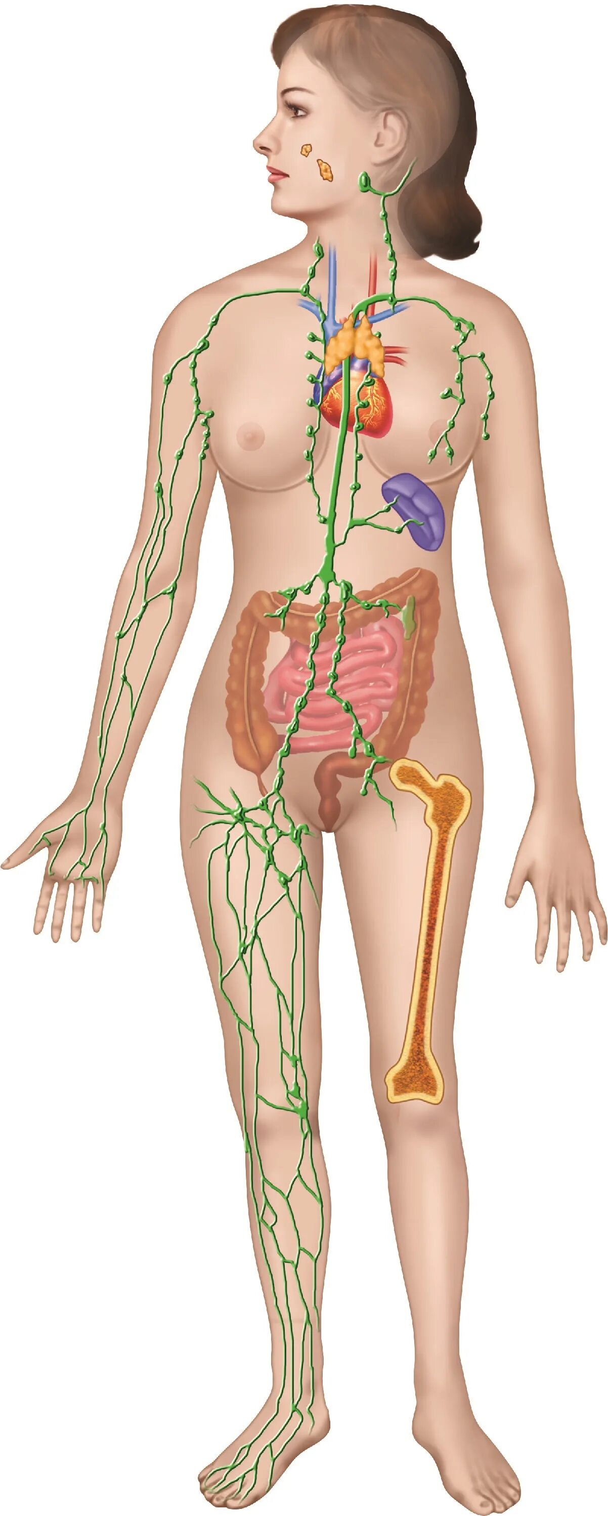 Лимфа в теле человека. Лимфатическая система женщины. Система лимфоузлов человека. Лимфатическая система на теле женщины. Где у женщины расположены лимфоузлы