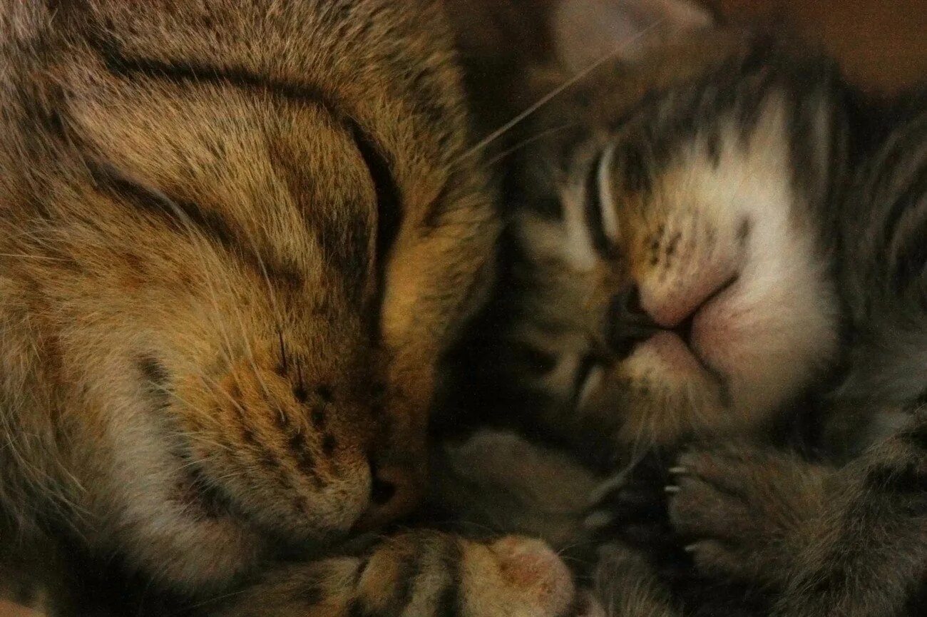 Мамины коты. Мама кошка. Мама кошка и котенок. Детеныш кошки. Котята с мамой.