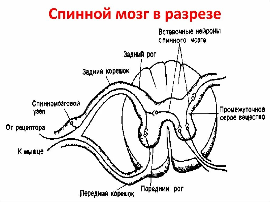 Сегмент в разрезе. Схема строения сегмента спинного мозга. строение спинного мозга в разрезе. срез спинного мозга анатомия. схема сегмента спинного мозга поперечный разрез.