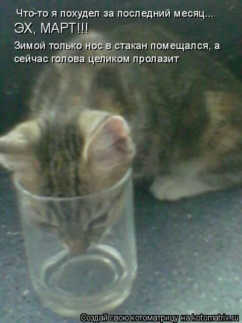 Эх март. Кот застрял в стакане. Кот застрял головой в стакане. У кота нос застрял в стакане. Кот застрял мордой в стакане.