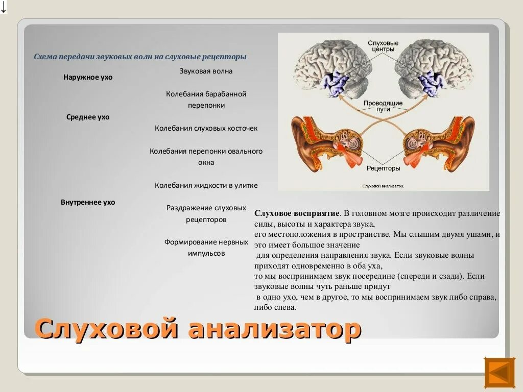 Рецепторы анализатора уха. Схема слухового анализатора. Схема передачи звуковой волны в слуховом анализаторе. Слуховой анализатор анализатор.