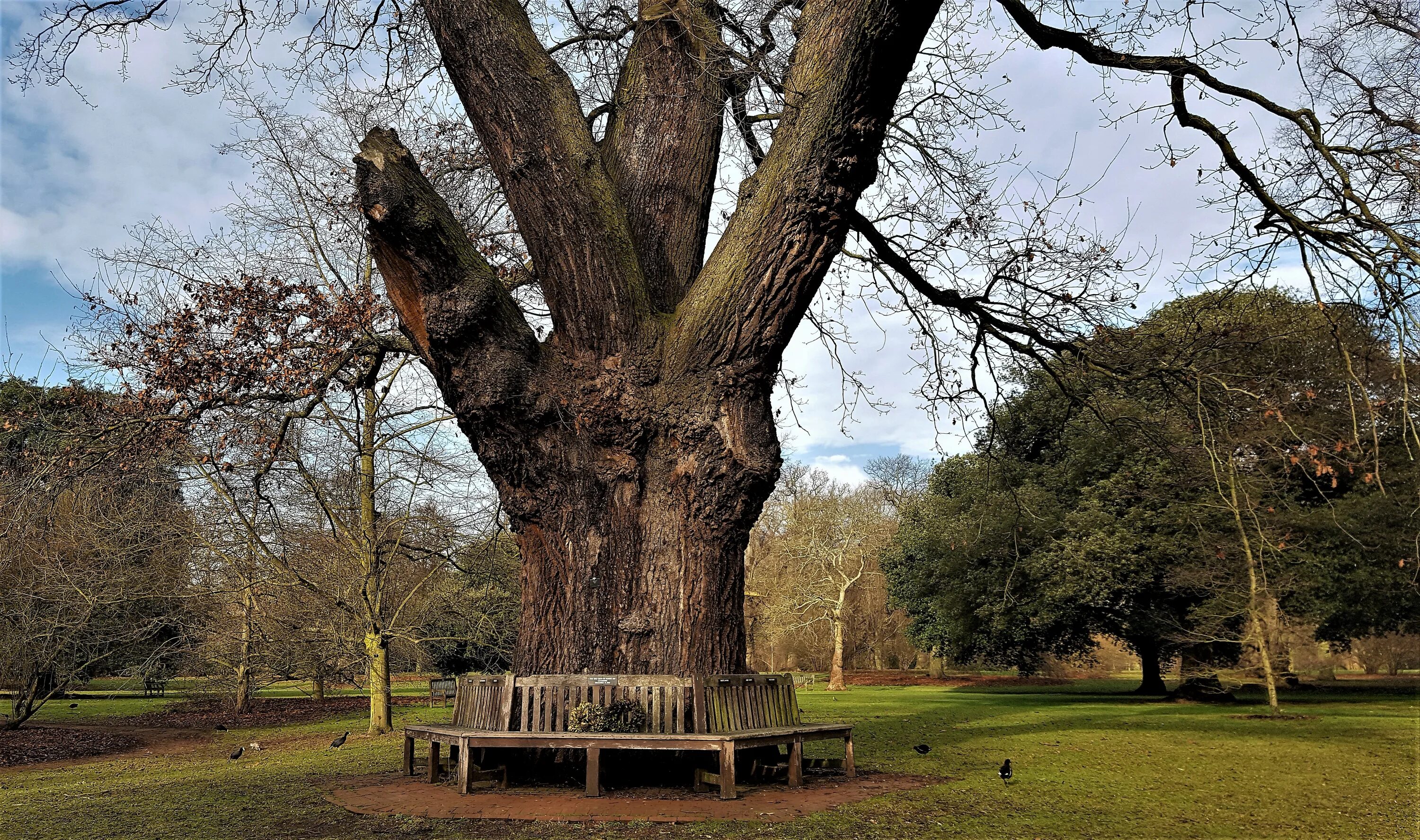 Деревья на которых можно сидеть. Ботанический сад ЮФУ дуб. Британский крепкошеий дуб. Дубы Сыктывкар Ботанический сад. Дуб Георга Франца.