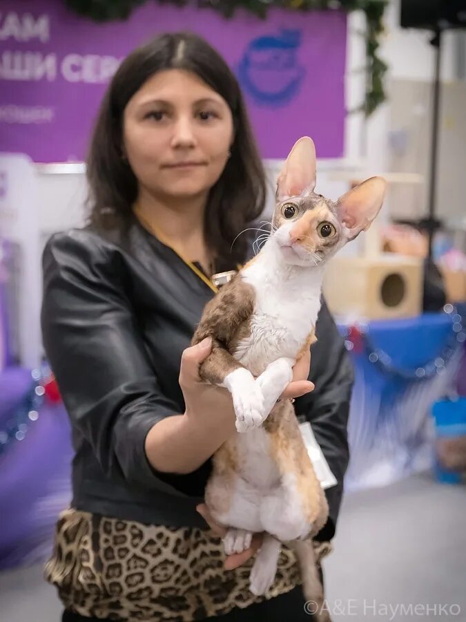 Выставка котят вднх 2024. Кошарики выставка кошек. Выставка котят в москве 2022. Выставка котят вднх 2024. Выставка кошек вднх павильон.