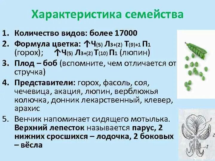 Количество видов бобовых. Количество видов бобовых