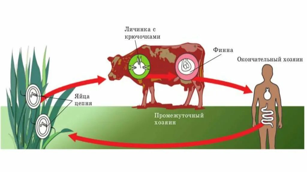 Стадии развития цепня. Цикл бычьего цепня схема. Бычий цепень цикл развития. Цикл развития бычьего цепня. Цикл развития бычьего цепня биология.