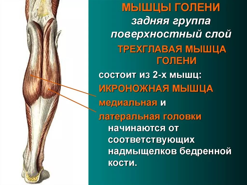 Мышцы голени задняя группа. Задняя группа мышц голени анатомия. Поверхностные мышцы голени задней группы. Мышцы голени передняя группа.