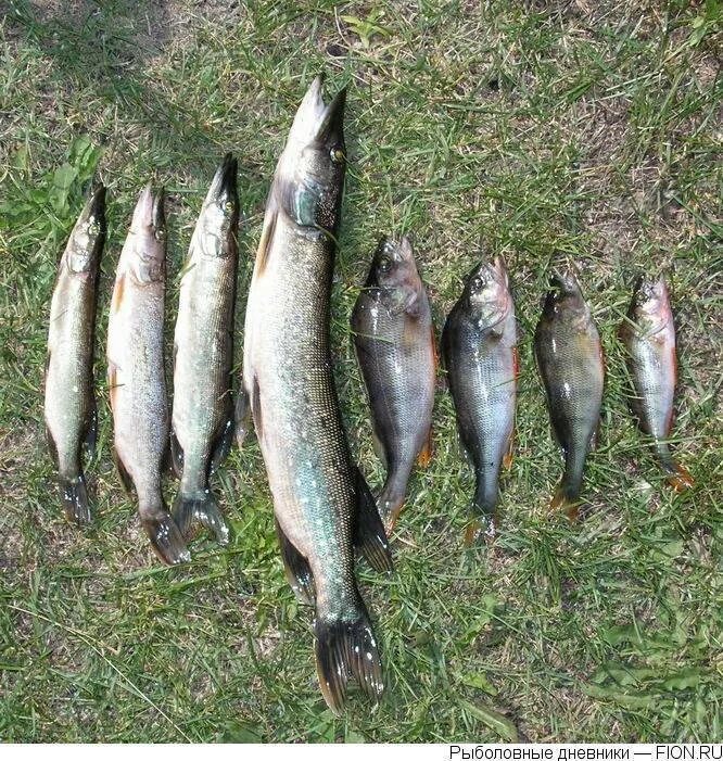 В траж в ртуоз св сток. Озеро Муромское Шатура рыбалка. Рыбалка в Шатуре. Рыбалка на Муромском озере Шатурский район. Пашуковское озеро рыбалка.