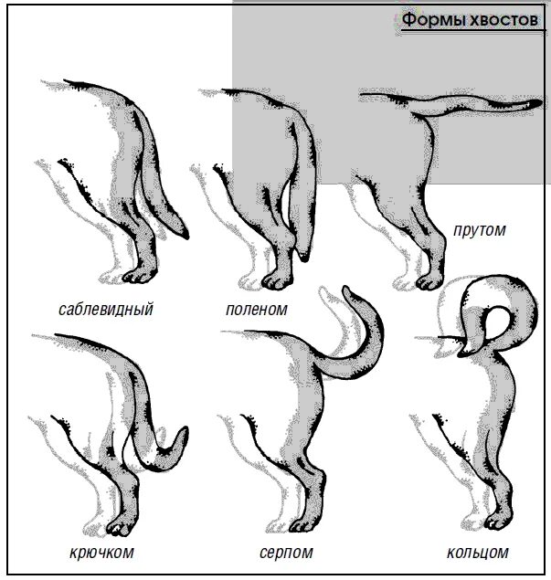 Анатомия хвоста собаки. Виды форм хвоста собаки. Строение хвоста собаки. Форма хвоста у собак. Язык длиннее хвоста