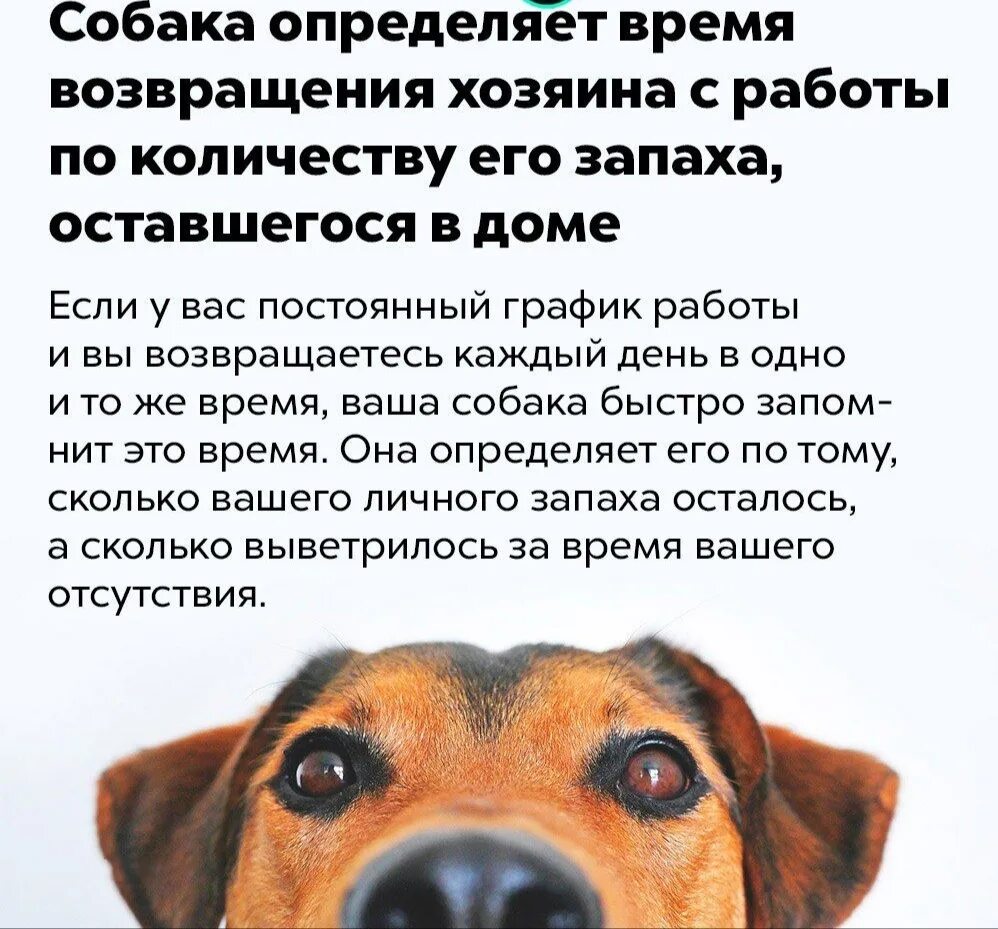 Почему собака чувствует