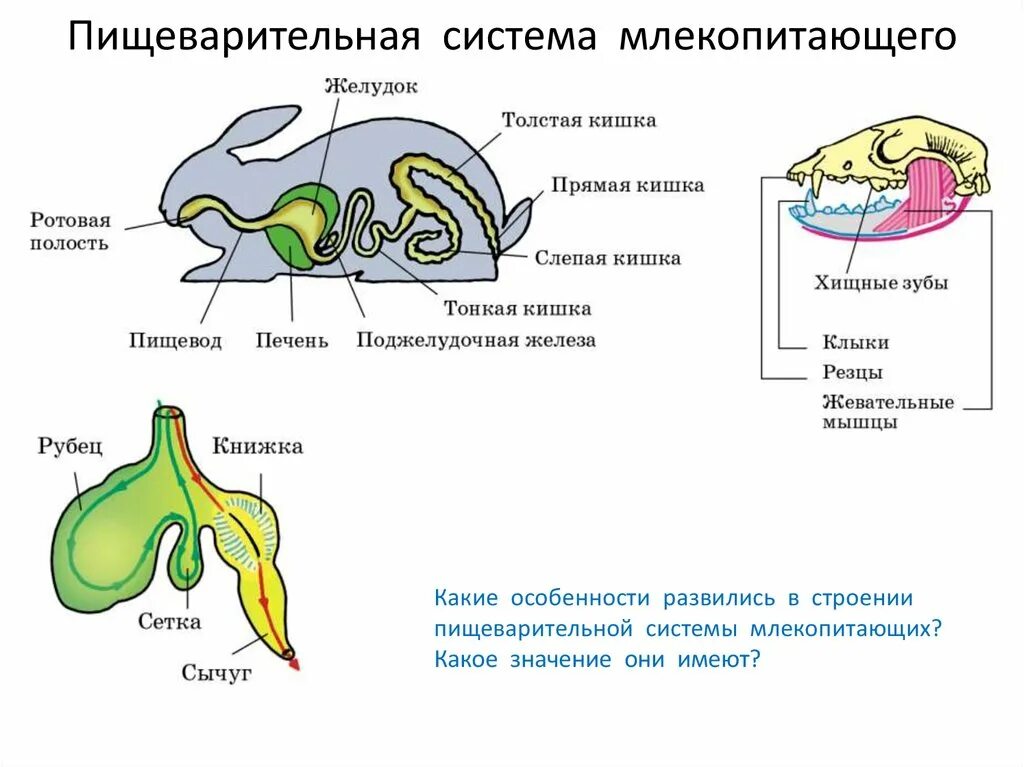 К органам млекопитающих относятся