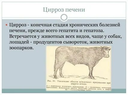 Собака болит печень