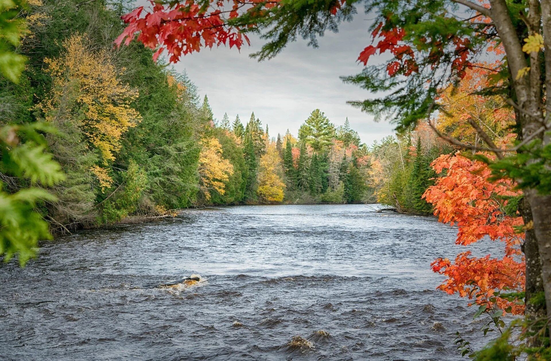 Вся природа и лес и вода. Река Тулва осень. Осень река лес озеро. Река Ухра осень. Природа осень.