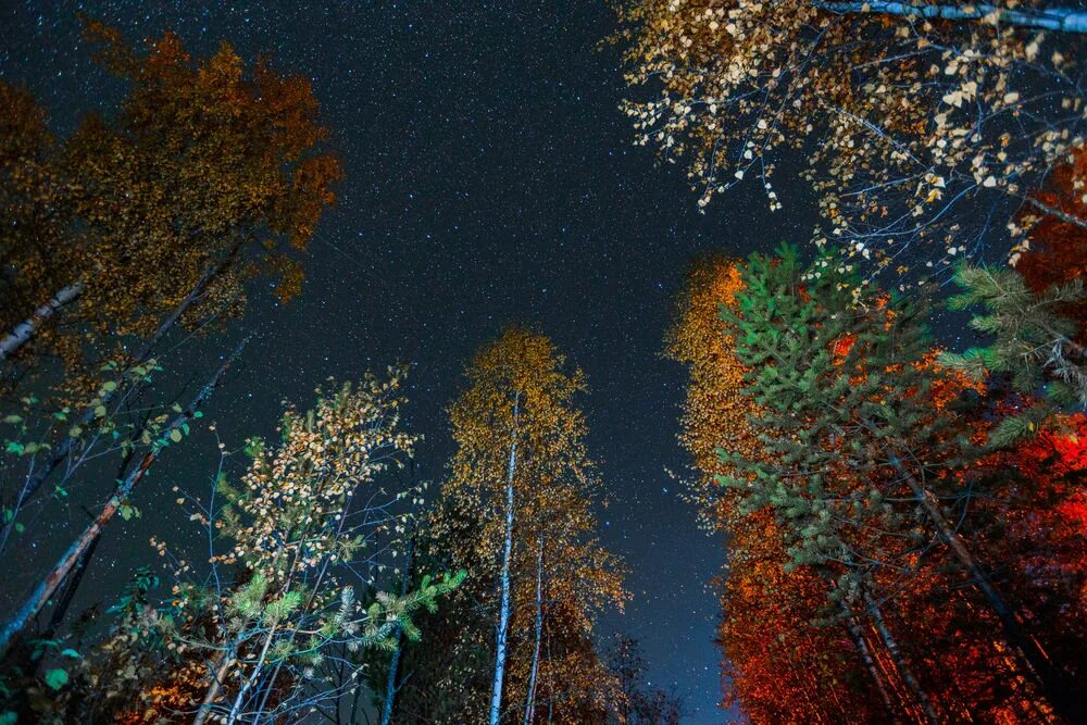 Красивая ноябрьская ночь. Звездное небо осенью. Осеннее звездное небо. Осенний лес ночью. Ночь осенью.