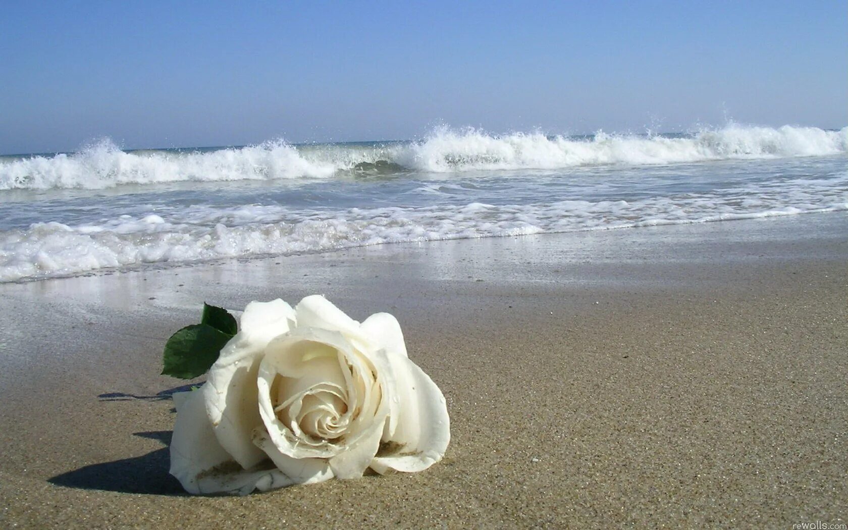 Розы на берегу моря. Море роз. Букет роз на фоне моря. Цветы и море. Желаю океана любви