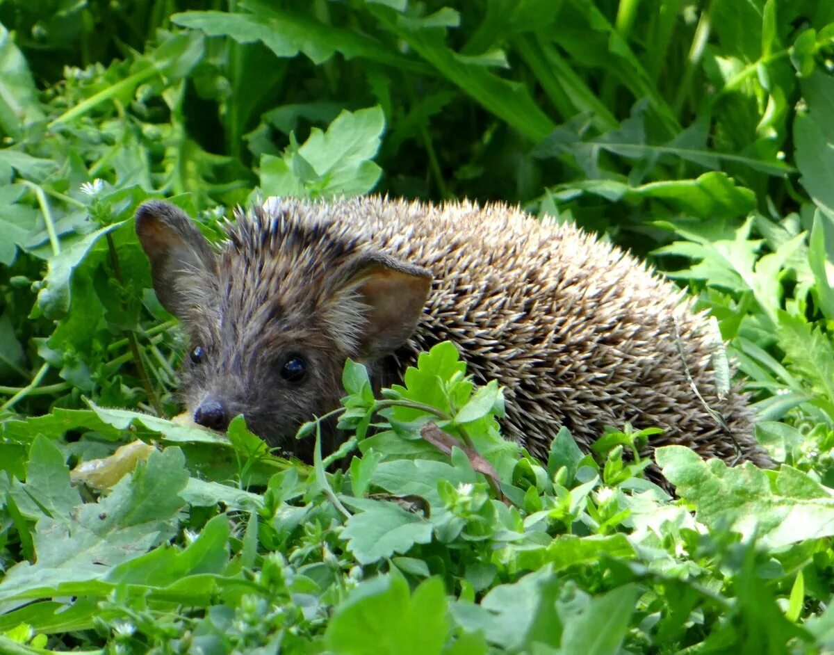 Еж под кустом. Ежик на поляне. Европейский обыкновенный еж. Еж в лесу. Растение ежик зеленый.