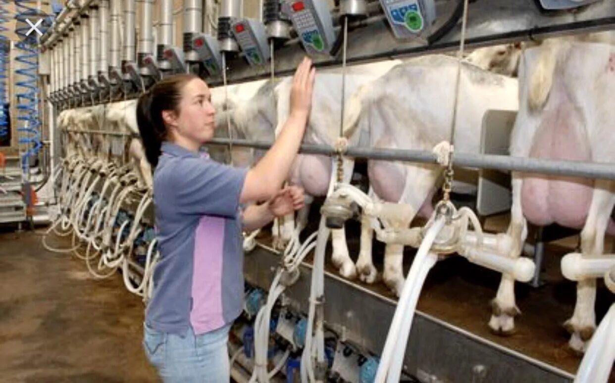 Farming milks girl. Ручное доение. Human milk factory. Female milking. Female milking.