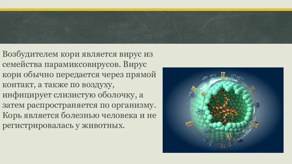 Корь происхождение. Возбудитель кори строение. Корь структура вируса. Вирус кори возбудитель. Вирус кори РНК.