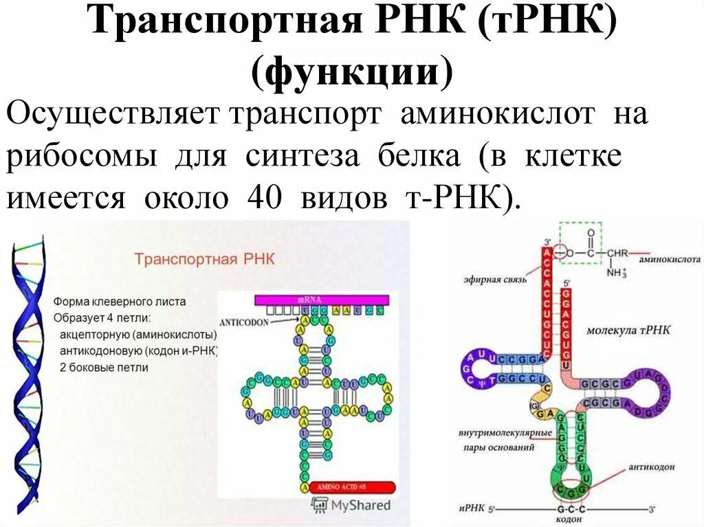 Какие функции выполняет рнк. Транспортная РНК двухцепочечная. Структура молекулы т РНК. Структура ИРНК ТРНК РРНК. Строение и функции ИРНК.