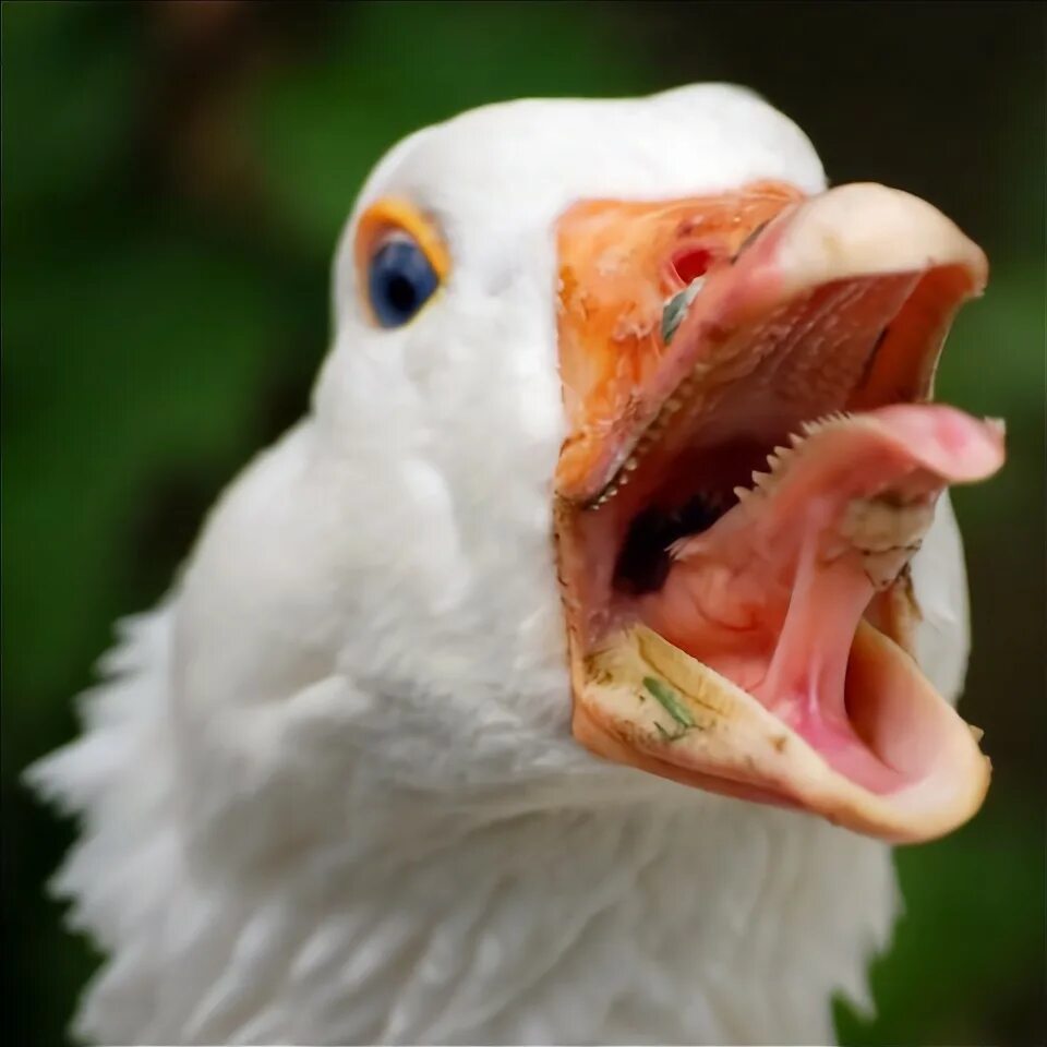 Типун тебе на язык рисунок. Что означает фразеологизм типун тебе на язык. Типун на язык значение. Типун тебе на язык фразеологизм. Гусь с открытым клювом.