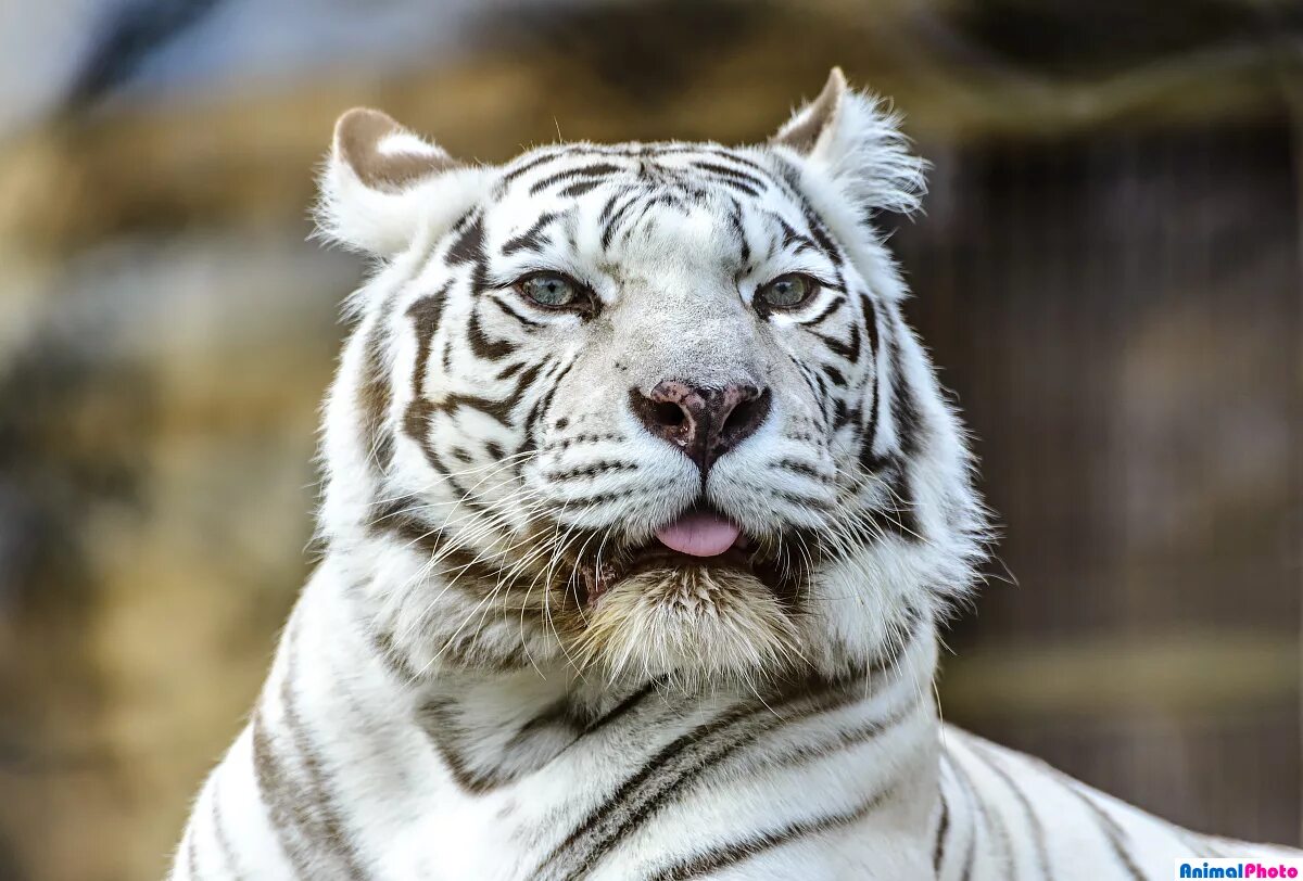 белый тигр смысл. белый тигр. белый бенгальский тигр. тотемное животное белый тигр. амурский тигр альбинос.