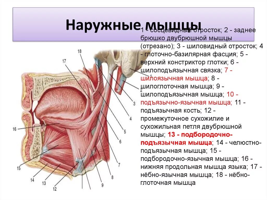 Подъязычно глоточная мышца. Наружная оболочка латынь