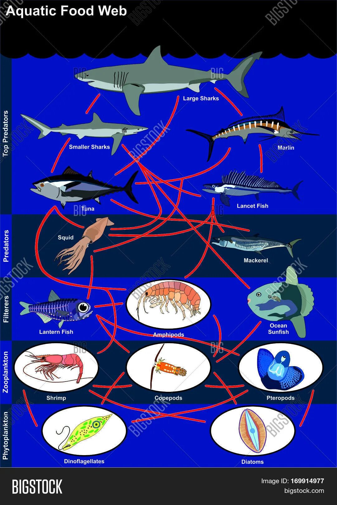 Зоопланктон трофический уровень. Пищевая цепочка зоопланктон. Водная пищевая цепь морская. Пищевая цепь с тунцом. Цепь питания китовой акулы.