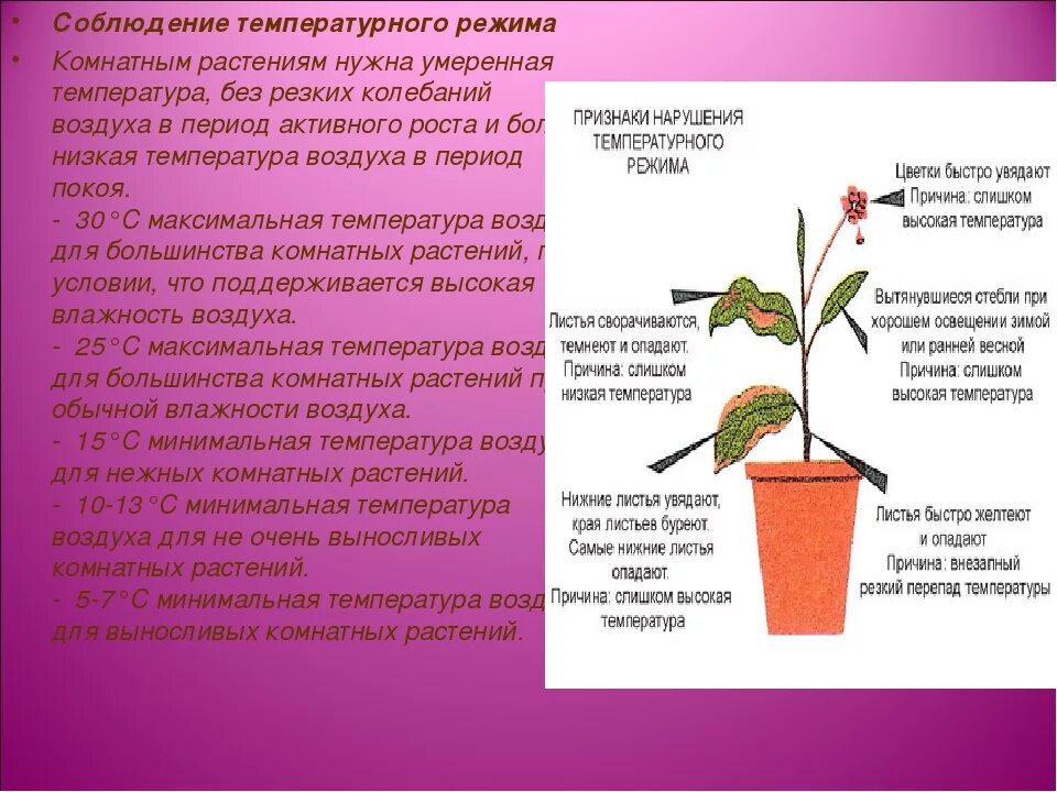 Какого влияние температуры на растение