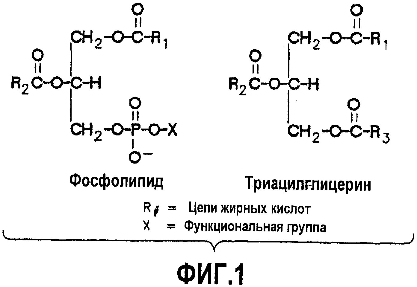 Остаток фосфорной кислоты в фосфолипиде