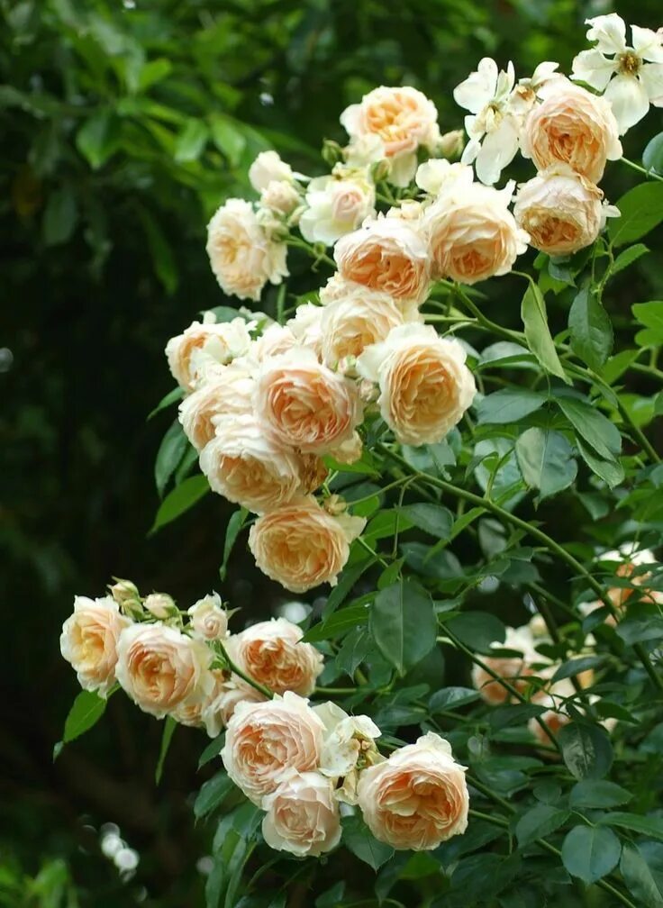 Ginger rose. Ginger rose. Ginger rosa 2012. Ginger rose. Christina hendricks ginger & rosa.